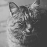 resized_71_api