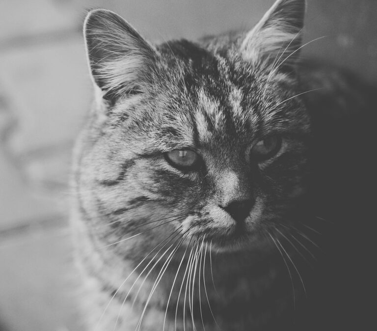 resized_71_api